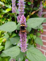 Drop plant paars Agatasche zaad, Tuin en Terras, Ophalen of Verzenden, Voorjaar, Volle zon, Zaad