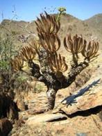 Caudex Tylecodon Wallichii Centraal Zuid Afrika potmaat 17cm, Overige soorten, Ophalen of Verzenden, In pot, Minder dan 100 cm