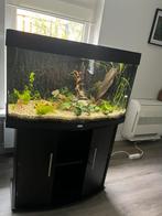 Juwel vision 180 met onderkast en Co2, Dieren en Toebehoren, Vissen | Aquaria en Toebehoren, Ophalen, Gebruikt, Gevuld zoetwateraquarium