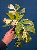 Rhaphidophora Tetrasperma Albo Variegata p12 (1)