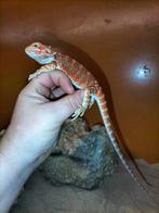 Baardagaam, Dieren en Toebehoren, Hagedis, Tam, 0 tot 2 jaar