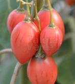 Tomaten boom (tamarillo), Tuin en Terras, Planten | Bomen, In pot, Minder dan 100 cm, Overige soorten, Volle zon