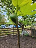 Vijgenboom, Tuin en Terras, Planten | Bomen, Overige soorten, Volle zon, Ophalen of Verzenden