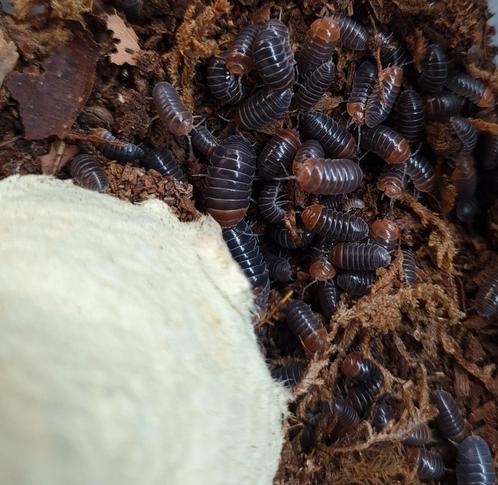 Armadillidium flavoscutatum 'Red head ', Dieren en Toebehoren, Insecten en Spinnen, Overige soorten