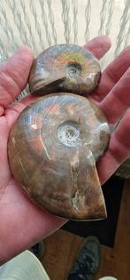 Ammonieten 4x geopaliseerd o.a. rood opaal, Ophalen of Verzenden, Mineraal