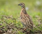 Ik ben op zoek naar Europese of Japaanse kwartels, hennen., Dieren en Toebehoren, Vogels | Overige Vogels, Vrouwelijk