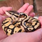 1.1 python regius nk 2024., Dieren en Toebehoren, Reptielen en Amfibieën, Slang, 0 tot 2 jaar