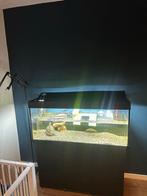 juwel rio 240 aquarium, Ophalen, Zo goed als nieuw, Gevuld zoetwateraquarium