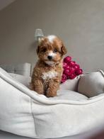 Premium maltipoo f2 reutje micro, Dieren en Toebehoren, Honden | Chihuahua's en Gezelschapshonden, Poedel, Particulier, Rabiës (hondsdolheid)