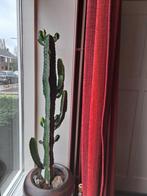 Cactus euphorbia, Huis en Inrichting, Kamerplanten, Cactus, 100 tot 150 cm, Ophalen