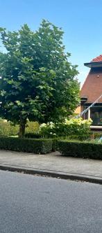 Hortensia Lime Lite Struik, Tuin en Terras, Planten | Struiken en Hagen, Ophalen of Verzenden, Hortensia, Struik, 100 tot 250 cm