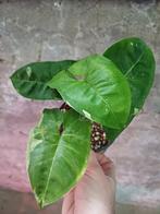 Syngonium panda galaxy, Huis en Inrichting, Ophalen, Overige soorten, Minder dan 100 cm