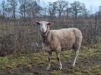 Friese melkschaap ooien, Dieren en Toebehoren, Vrouwelijk, Schaap, 0 tot 2 jaar
