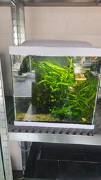 Compleet aquarium met Japonica garnalen., Ophalen, Zo goed als nieuw, Gevuld zoetwateraquarium