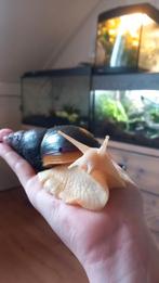 Baby Agaat slakken, Dieren en Toebehoren, Augustus, Meerdere dieren