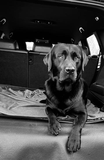 Zoek je een oppas voor je hond? beschikbaar voor biedingen