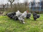 Brahma groot koekoek broedeieren, Dieren en Toebehoren, Pluimvee, Geslacht onbekend, Kip