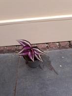 Tradescantia, Huis en Inrichting, Kamerplanten, Ophalen, Halfschaduw, Minder dan 100 cm