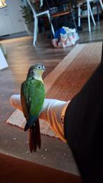 Pyrrhura ter herplaatsing, Mannelijk, Parkiet