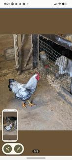 Zilver zwart wyandotte kriek haan, Dieren en Toebehoren, Pluimvee, Mannelijk, Kip
