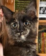 Maine coon poesje uit geteste ouders., Poes, Gechipt