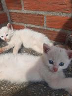 Kittens