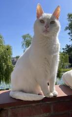 Jazzey Kater half Maincoon half Europese korthaar, en Roma, Dieren en Toebehoren, Katten en Kittens | Raskatten | Korthaar, Kater