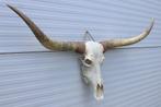 Grote schedel TEXAS STYLE LONGHORN 141 cm - ref. C, Ophalen, Nieuw, Boerderijdier, Schedel
