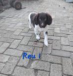 Friese Stabij pups Bruinschimmel, Overige rassen, CDV (hondenziekte), 8 tot 15 weken, Meerdere