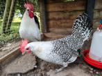 Broedeieren van Friese legkippen., Dieren en Toebehoren, Geslacht onbekend, Kip