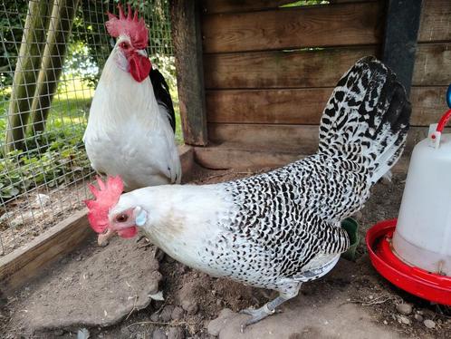 Broedeieren van Friese legkippen., Dieren en Toebehoren, Pluimvee, Kip, Geslacht onbekend