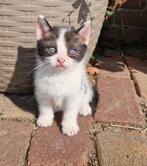 Hele lieve kitten (kater) mag13-9 het nestje verlaten., Dieren en Toebehoren, Katten en Kittens | Overige Katten, Meerdere dieren