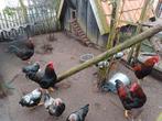 kruising hanen/ hennen groot barnevelder, Meerdere dieren, Kip