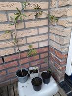 Stekken van de passiebloem., Tuin en Terras, Ophalen, Overige soorten, Volle zon