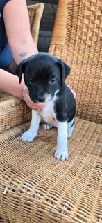 2 x pups kruising kooiker/ staford, 8 tot 15 weken, Meerdere, Meerdere dieren, Middel