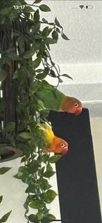 Twee lieve agapornissen fischeri 5 maanden oud, Dieren en Toebehoren, Dwergpapegaai of Agapornis