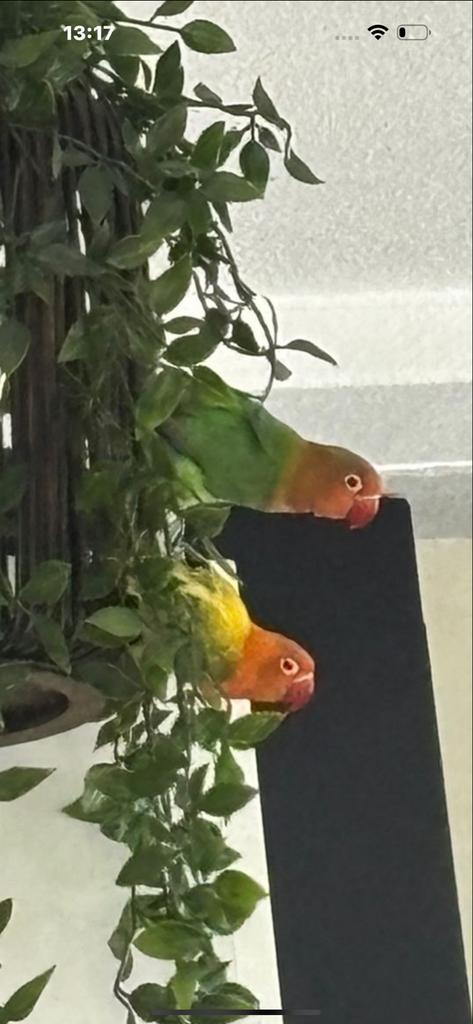 Twee lieve agapornissen fischeri 5 maanden oud, Dieren en Toebehoren, Vogels | Parkieten en Papegaaien, Dwergpapegaai of Agapornis