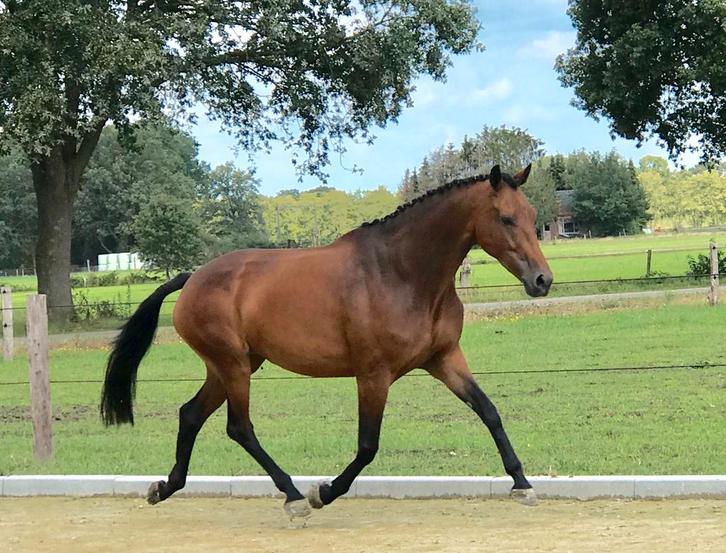 Drachtige Zonik merrie 12 jaar te koop, Dieren en Toebehoren, Paarden, Merrie, Recreatiepaard
