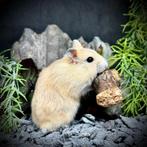 Dwerghamsters, Dieren en Toebehoren, Hamster, Mannelijk, November, Tam