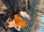 Brahma buff haan, Dieren en Toebehoren, Pluimvee, Mannelijk, Kip