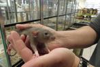 Tamme ratjes., Meerdere dieren, Rat, Tam