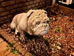 2x Betonnen Tuinbeelden Engelse Bulldog, Tuin en Terras, Tuinbeelden, Ophalen of Verzenden, Gebruikt, Beton, Dierenbeeld