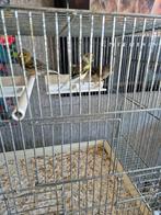 te koop  3 kanaries 3 mannetjes  15 euro per stuk, Meerdere dieren, Kleurkanarie