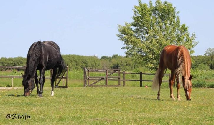 Privé stalling/ pensionstal  voor paard of pony’s, Dieren en Toebehoren, Stalling en Weidegang, Stalling, Weidegang, 2 of 3 paarden of pony's