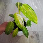 Philodendron José Buono plant, Ophalen of Verzenden, Overige soorten, Minder dan 100 cm
