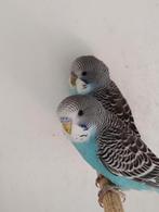 Grasparkiet om tam te maken, Dieren en Toebehoren, Meerdere dieren, Parkiet, Geringd