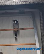 1-0 witoorbuulbuul, Dieren en Toebehoren, Vogels | Overige Vogels, Meerdere dieren, Geringd