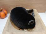 Chinchilla: Inclusief Show-resultaat! (Legaal), Dieren en Toebehoren, Knaagdieren, Vrouwelijk, Chinchilla, Voor 1 juli 2024
