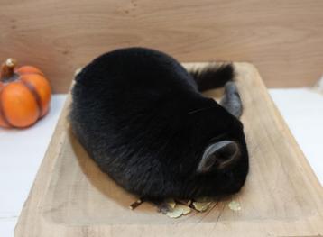 Chinchilla: Inclusief Show-resultaat! (Legaal) beschikbaar voor biedingen