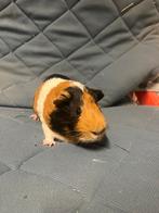 Cavia’s Te koop! Beren, Dieren en Toebehoren, Knaagdieren, Januari, Meerdere dieren, Cavia